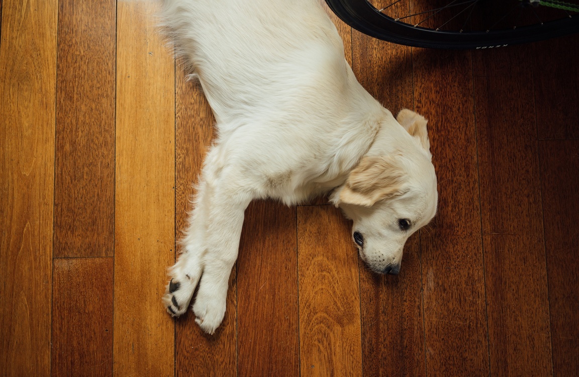 Companion Dog,Tail,Flooring