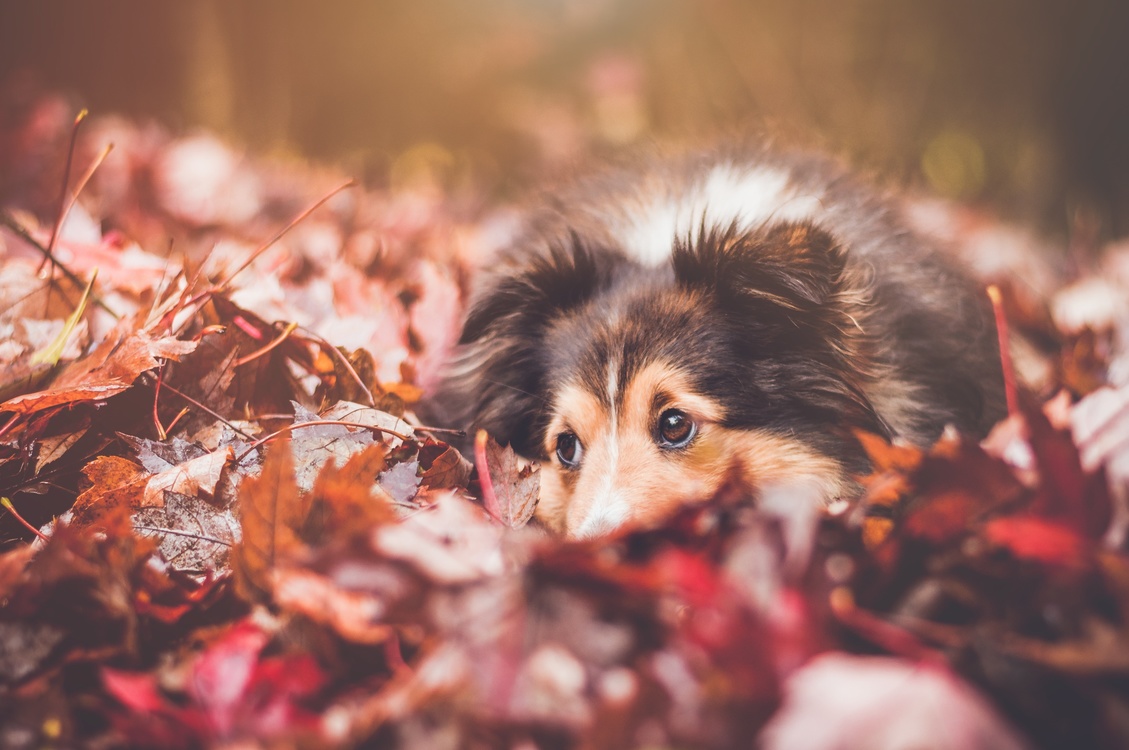 Autumn,Dog,Dog Breed
