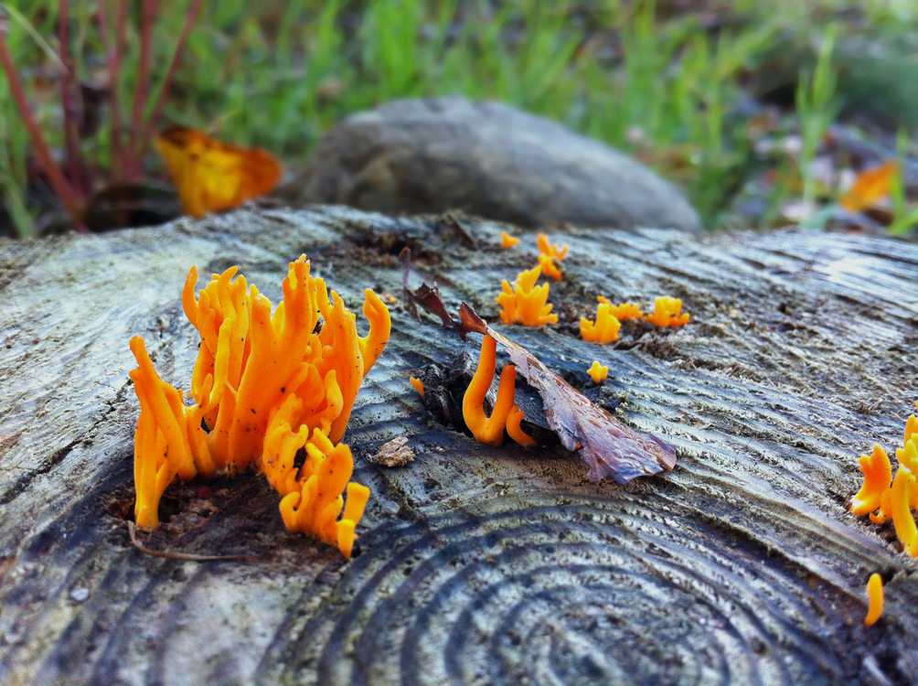 Fungus,Medicinal Mushroom,Autumn