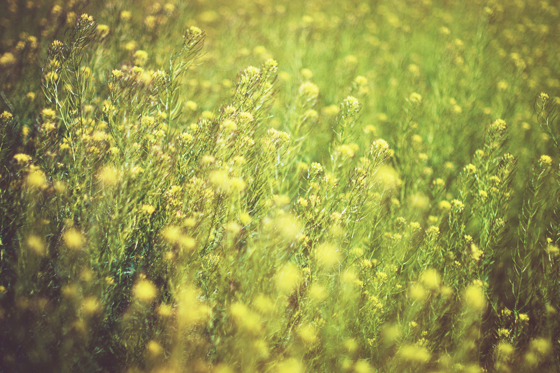 Grass Family,Flora,Prairie