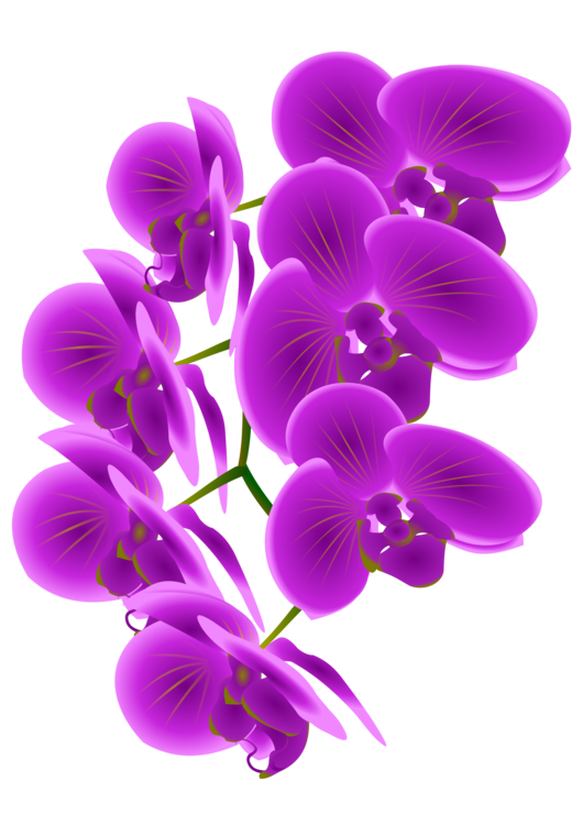 Plant,Flower,Viola