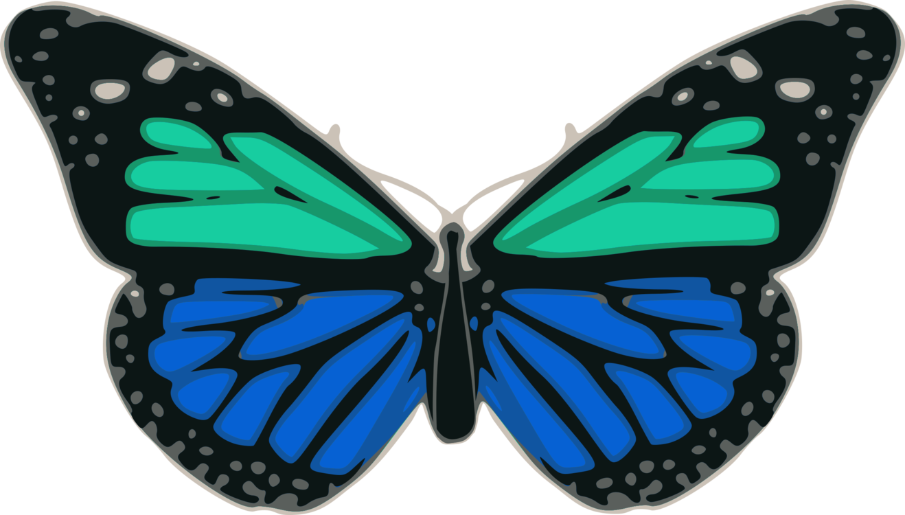 Butterfly,Turquoise,Symmetry