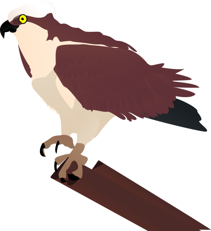 Bird,Bird Of Prey,Beak
