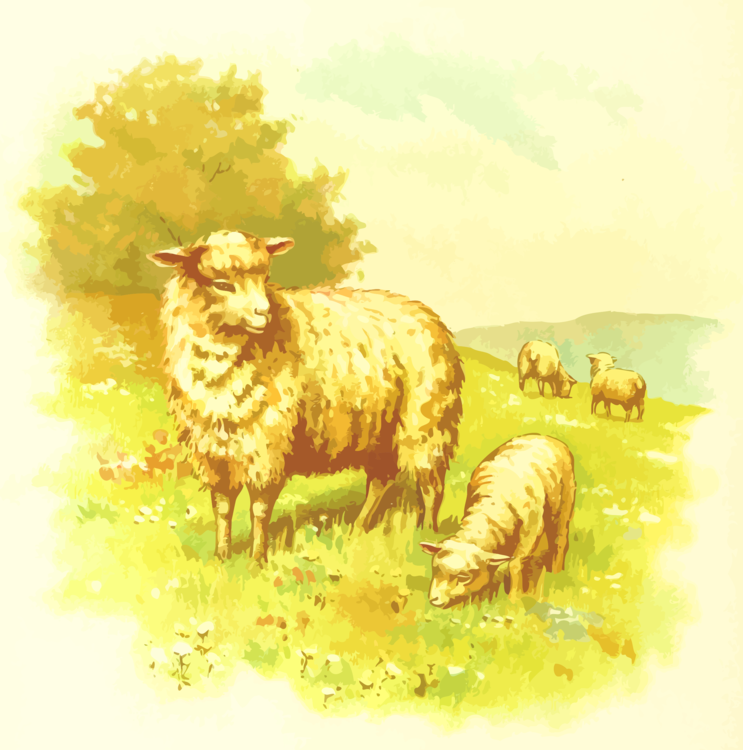 Sheep,Watercolor Paint,Grass