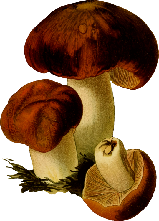 Mushroom,Edible Mushroom,Medicinal Mushroom