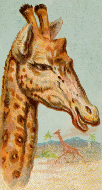 Giraffidae,Head,Neck