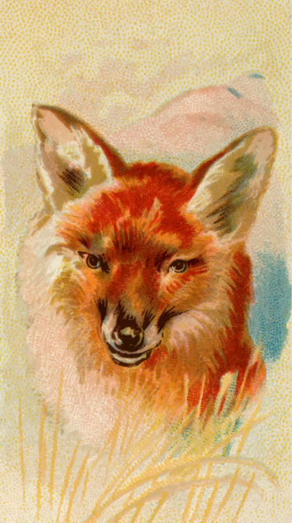 Wildlife,Fur,Painting