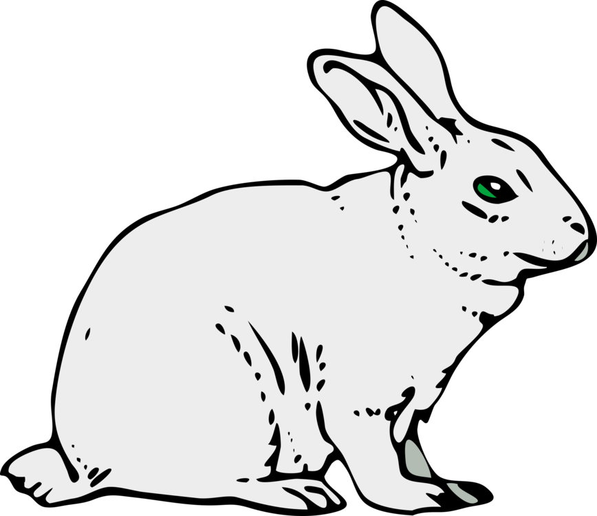 Rabits And Hares,Carnivoran,Hare