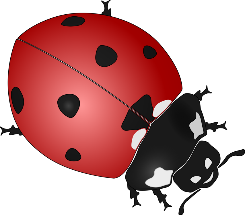 Arthropod,Ladybird,Invertebrate