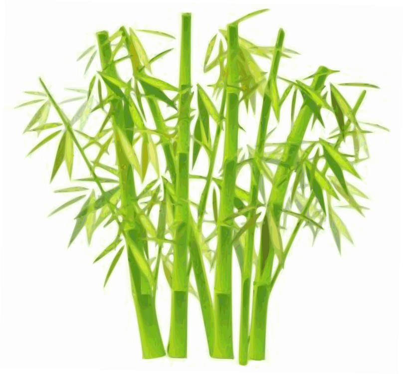 Plant Stem,Bamboo,Grass