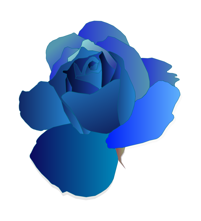 Blue,Blue Rose,Plant