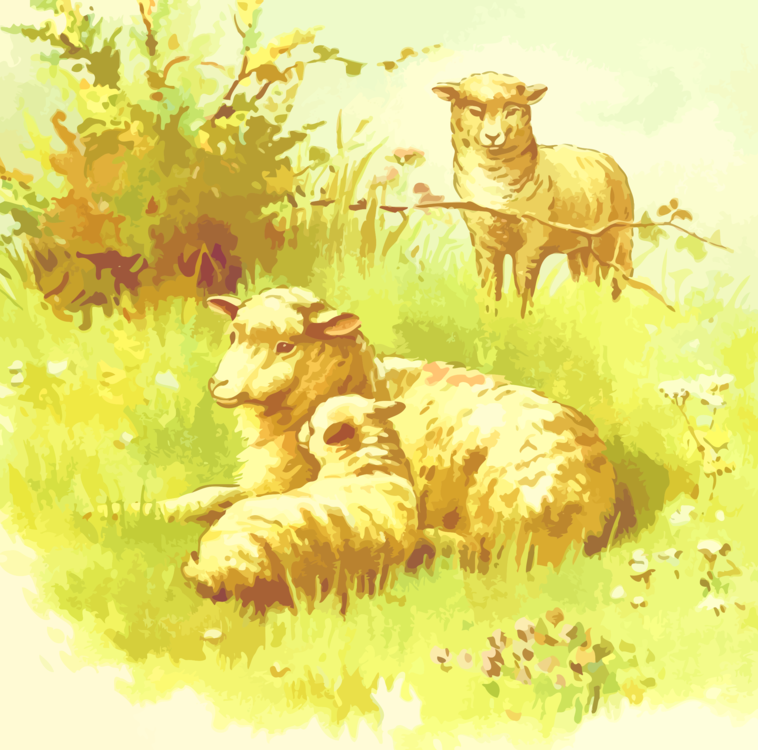 Sheep,Wildlife,Grass