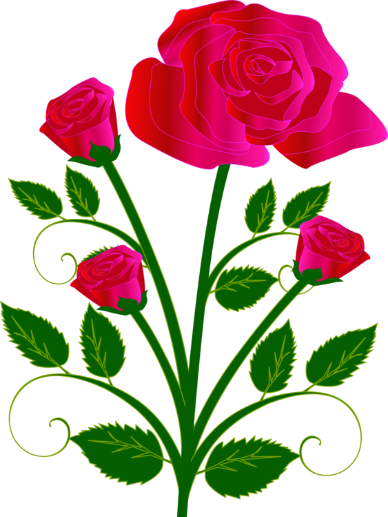 Garden Roses,Petal,Seed Plant