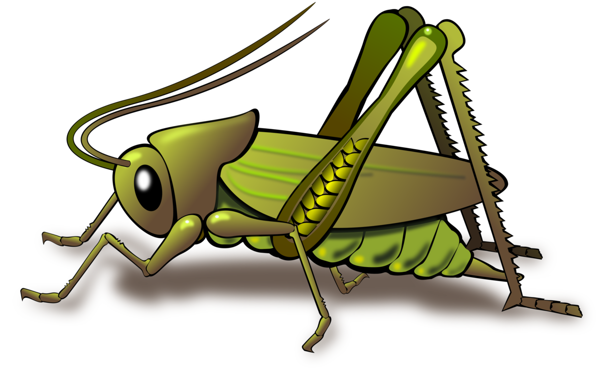 Cricket,Pollinator,Grasshopper