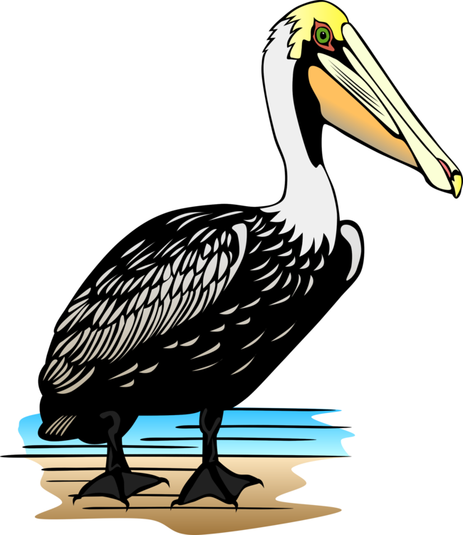 Pelican,Wildlife,Pelecaniformes