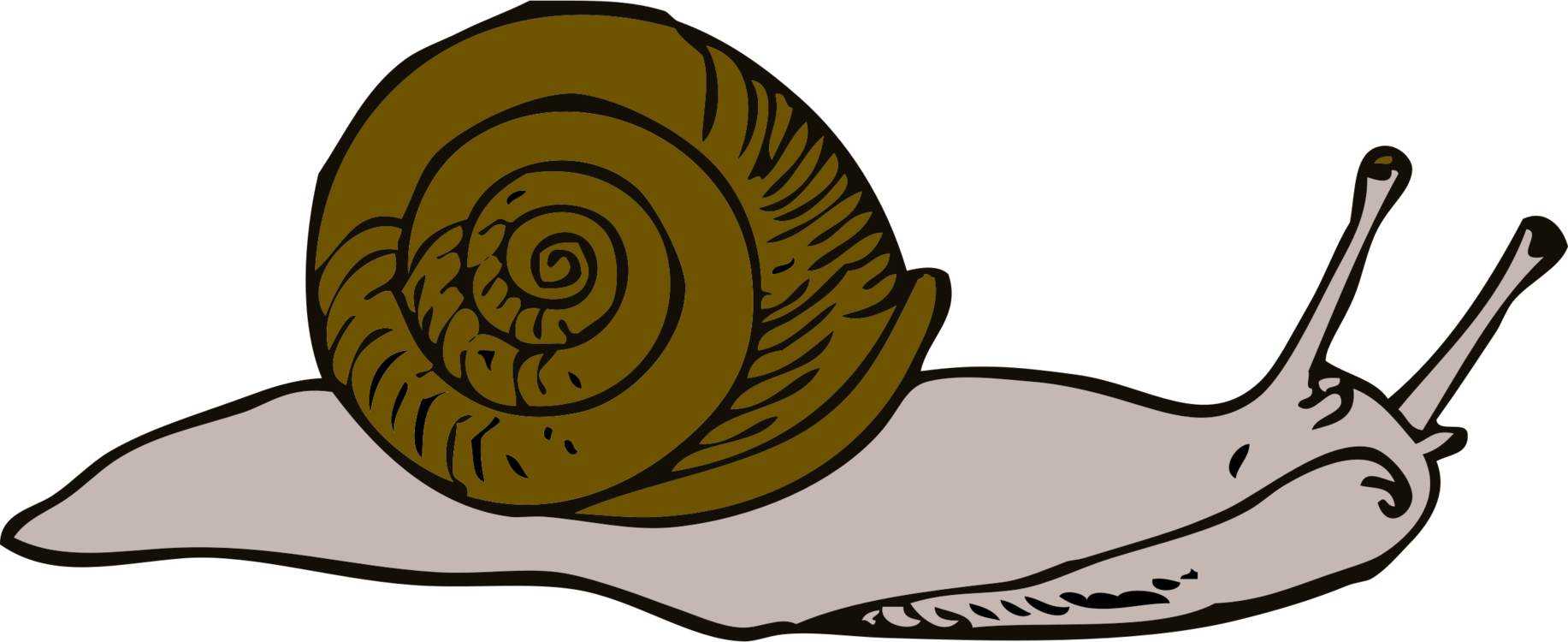 Snail,Food,Invertebrate