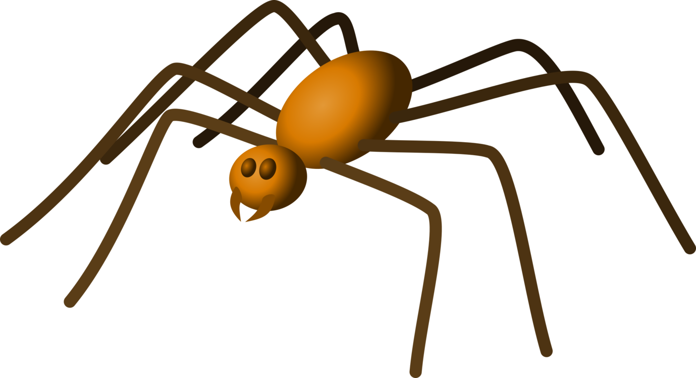 Widow Spider,Spider,Invertebrate