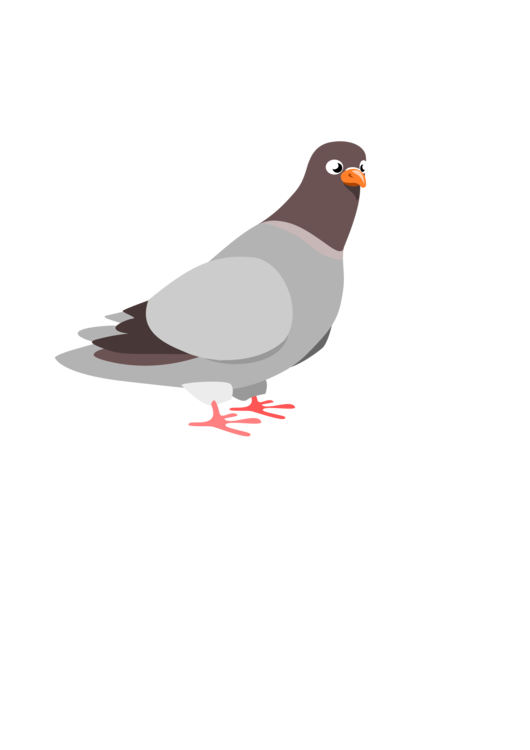 Bird,Pigeons And Doves,Beak