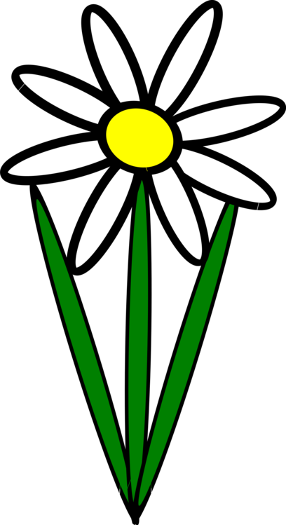 Flora,Leaf,Symmetry