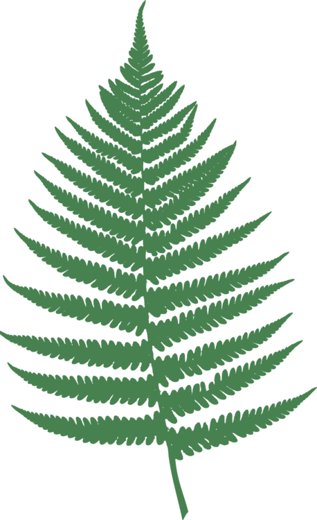 Fir,Pine Family,Plant