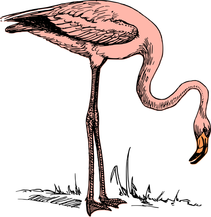 Wildlife,Flamingo,Water Bird