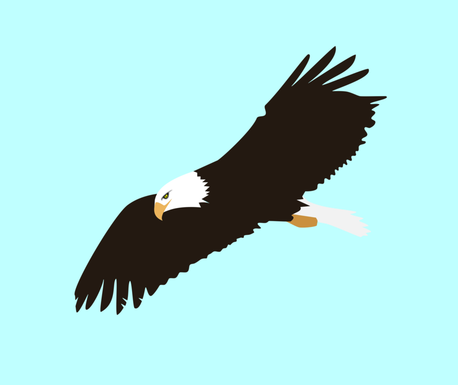 Bald Eagle,Eagle,Vulture
