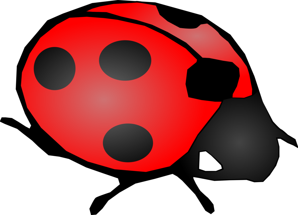 Ladybird,Beetle,Invertebrate