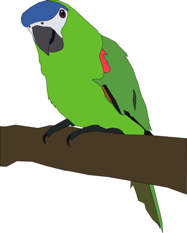Macaw,Parrot,Vertebrate