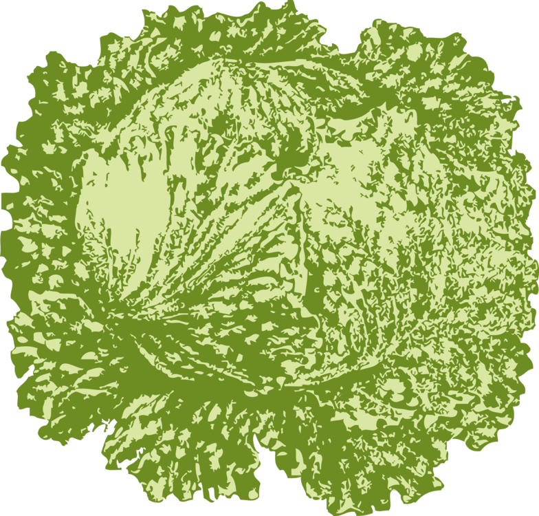 Leaf,Savoy Cabbage,Food