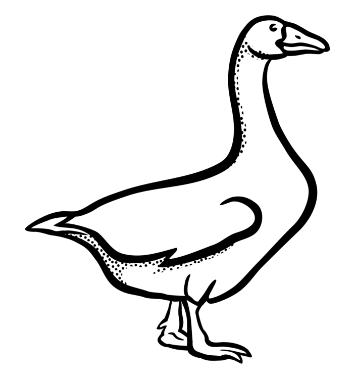 Livestock,Fowl,Goose