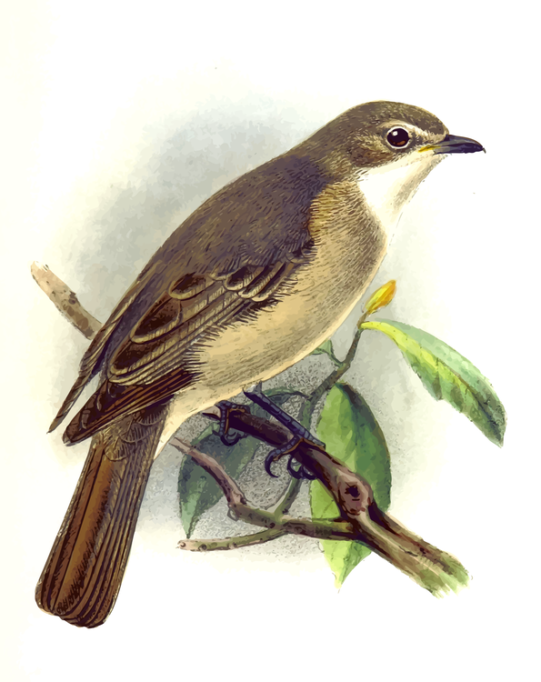 Perching Bird,Cuculiformes,Old World Flycatcher