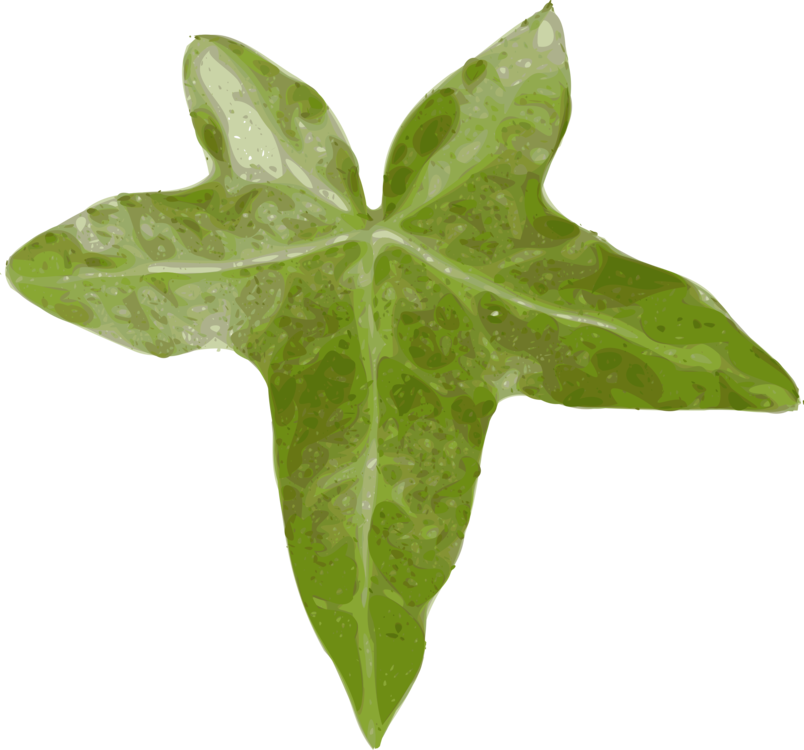 Ivy Family,Plant,Leaf