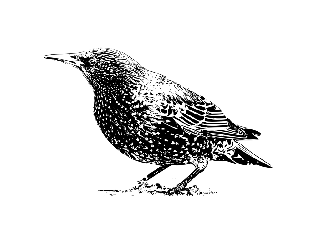 Perching Bird,Monochrome Photography,Wren