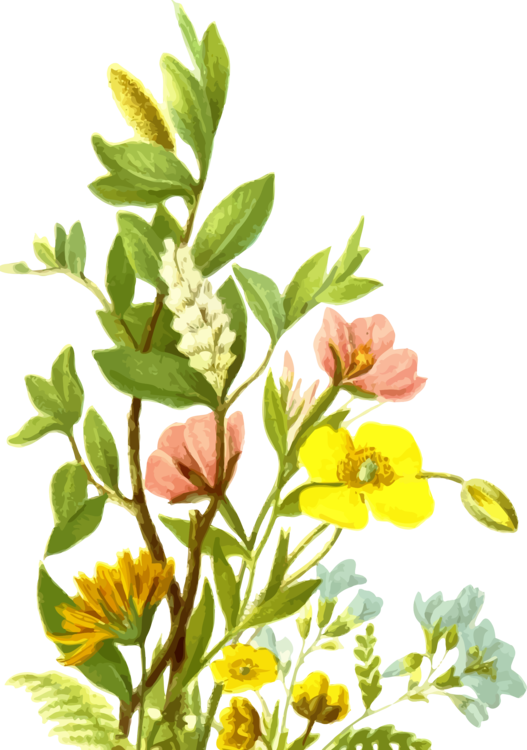 Plant,Flora,Alstroemeriaceae