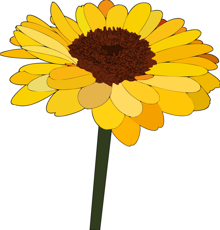 Sunflower Seed,Chrysanths,Plant