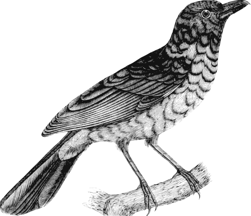 Perching Bird,Cuculiformes,Hawk