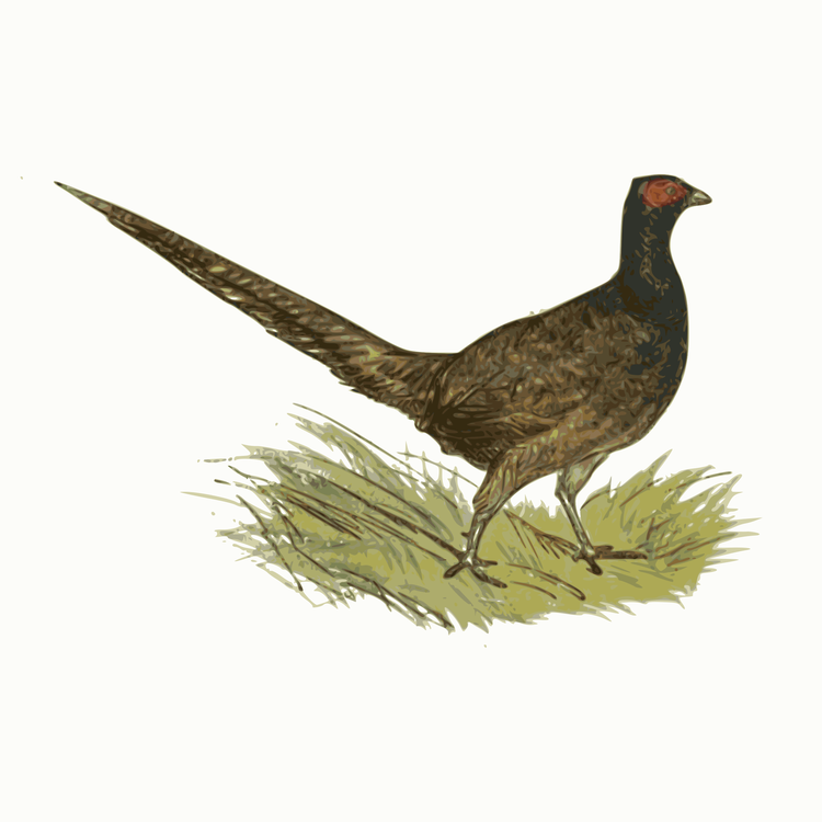 Tail,Pheasant,Fowl