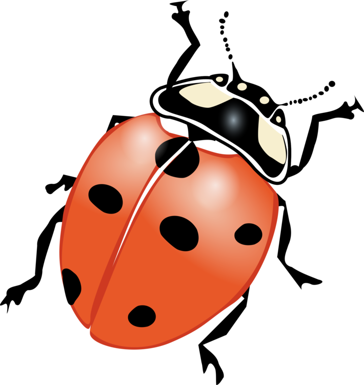 Ladybird,Artwork,Invertebrate