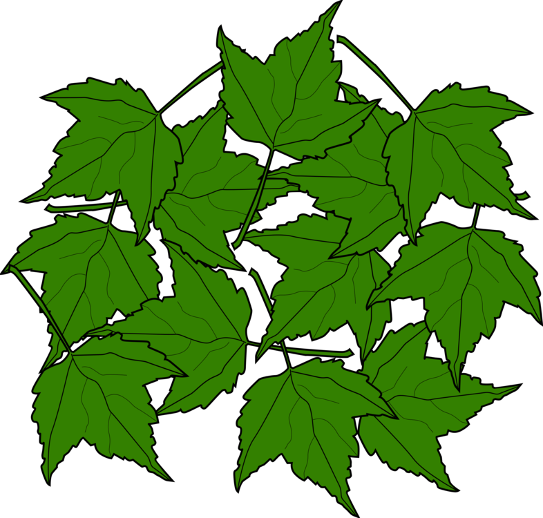 Plant,Leaf,Grapevine Family