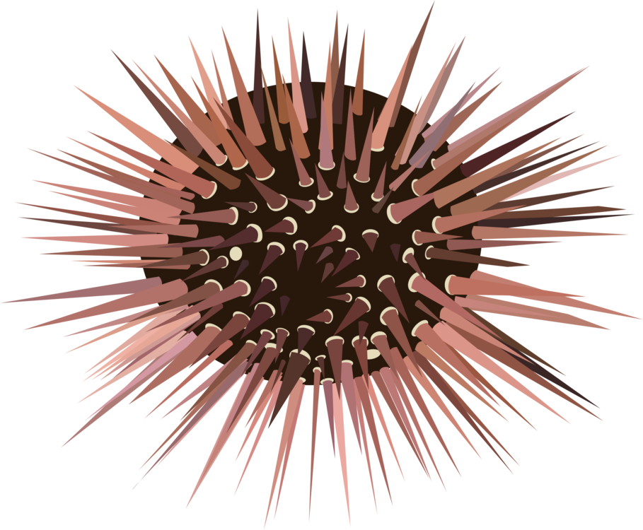 Sea Urchin,Organism,Invertebrate