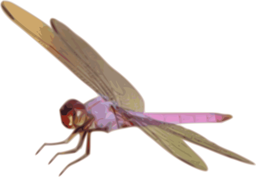 Fly,Dragonfly,Invertebrate