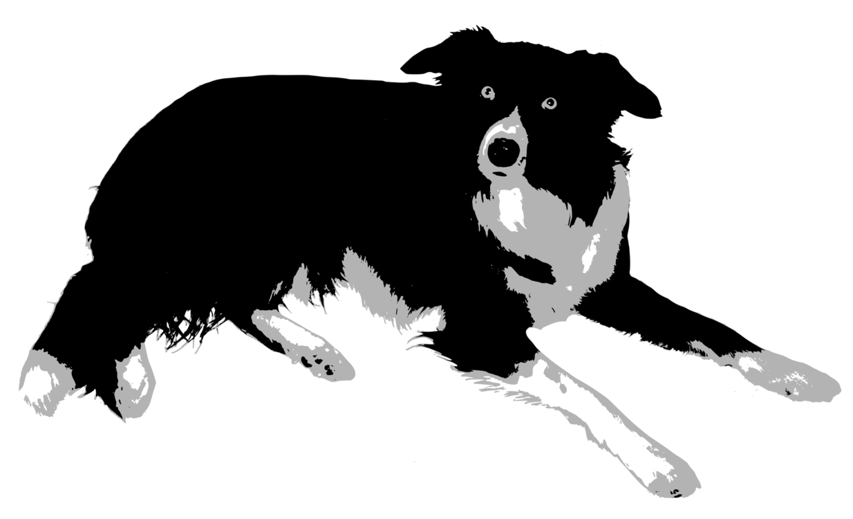 Companion Dog,Monochrome Photography,Carnivoran