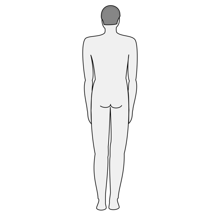Male and female human body shapes Royalty Free Vector Image