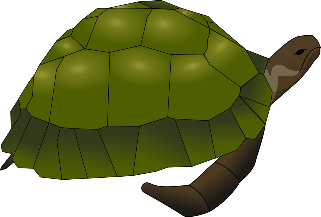 Turtle,Plant,Tortoise