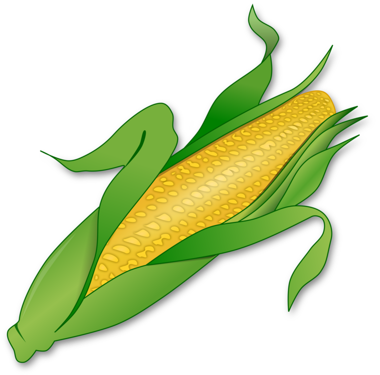 Maize,Plant,Plant Stem