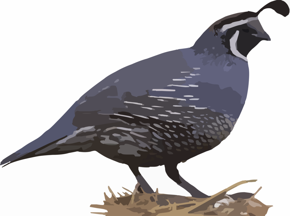 Bird,Galliformes,Beak