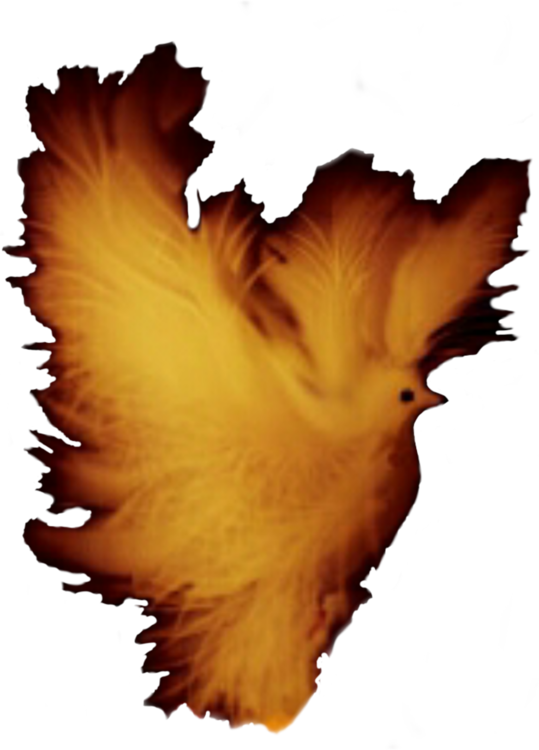 Rooster,Galliformes,Beak