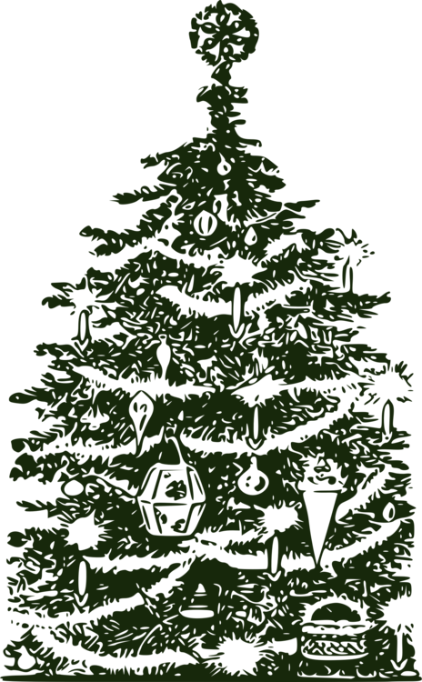 Fir,Pine Family,Christmas Decoration
