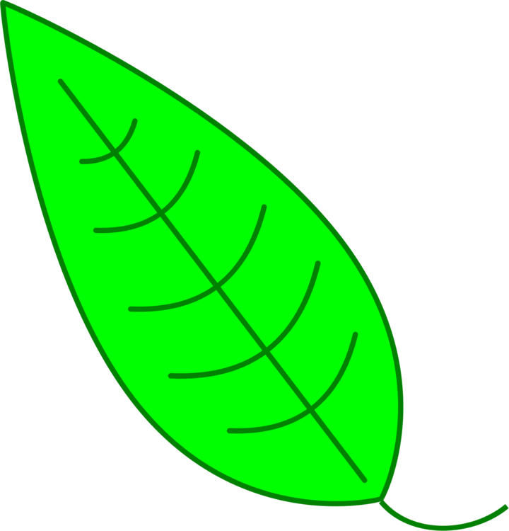 Plant,Grass,Leaf