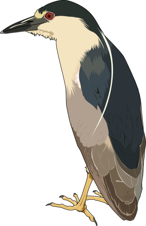 Hornbill,Flightless Bird,Water Bird